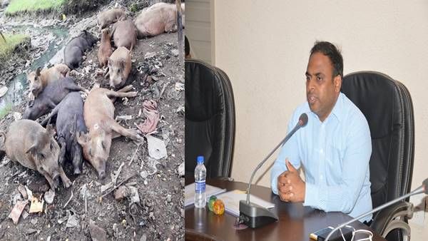 Jabalpur News: अब सुअर खरीदोगे तो सीधे जेल जाओंगे, जानिए कलेक्टर ने क्यों लगाई पाबंदी