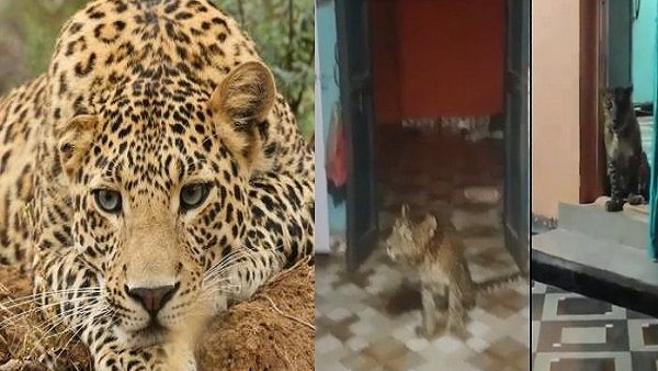 Leopard Inside House: जब घर में घुसकर तेंदुआ घूमने लगा, लोगों ने बनाया वीडियो