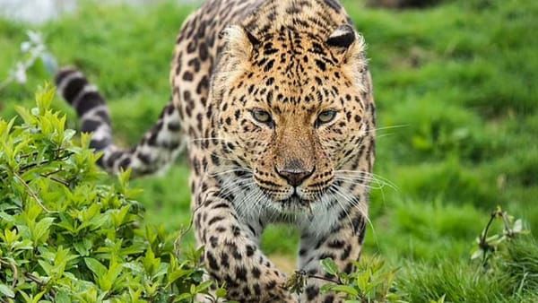 Sidhi News : तेंदुए ने बाड़े में घुसकर 14 बकरों व बकरियों को उतारा मौत के घाट, कुछ को उठा ले गया जंगल