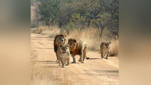 Lion safari: 4 मा​​ह बाद अब इंसानों के लिए फिर खुलेंगे शेरों वाले जंगल, इस तारीख से कर सकते हैं बुकिंग