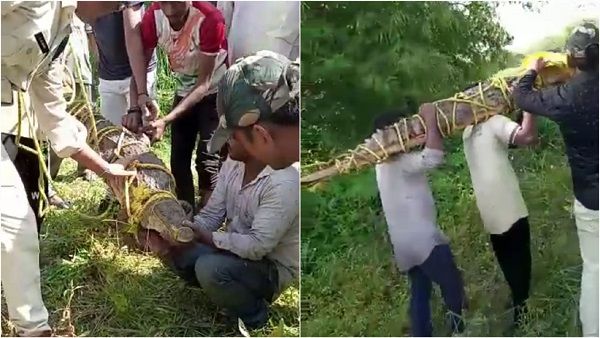 Sagar: तालाब से खेत में पहुंचा मगरमच्छ, रस्सियों से जकड़कर नदी में छोड़ा