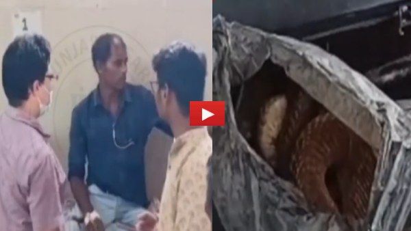 नशे में धुत शख्स को दो बार काटने के बाद King Cobra की मौत! पॉलीथीन में लपेट अस्पताल पहुंचे व्यक्ति का दावा