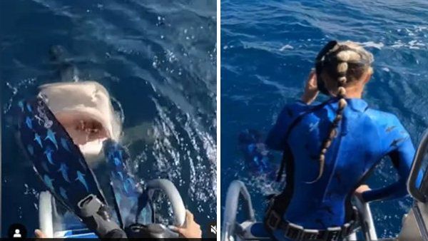 VIDEO: समुद्र में गोता लगाने पहुंची महिला वैज्ञानिक, अंदर इंतजार कर रही थी टाइगर शार्क