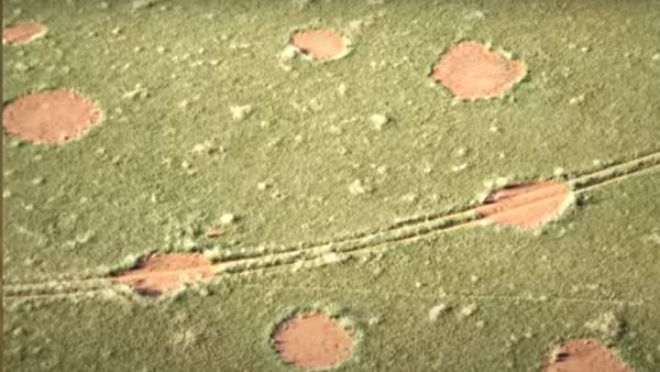 रेगिस्तान में रहस्यमयी तरीके से बने पेड़ों के हजारों सर्कल, क्या एलियंस ने किया इनका निर्माण?