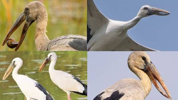 Asian Bird 'जून में आते हैं नवंबर में चले जाते हैं', ओपनबिल के बारे में जानिए कुछ ख़ास