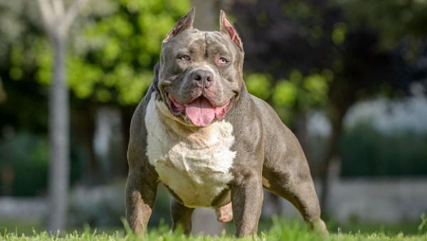 कोर्ट ने कुत्तों की 11 नस्लों पर बैन लगाया, Dog Bite मामले में पीड़ित महिला को दो लाख रुपये का मुआवजा