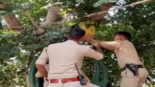 MP: निवाड़ी के जंगलों में पेड़ों से टपक रही, चट्टानों से निकल रही शराब