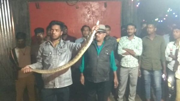 Russell Viper snake: मंदिर में छिपकर सीटी बजा रहा था काल, डस लेता तो निकल जाती जान