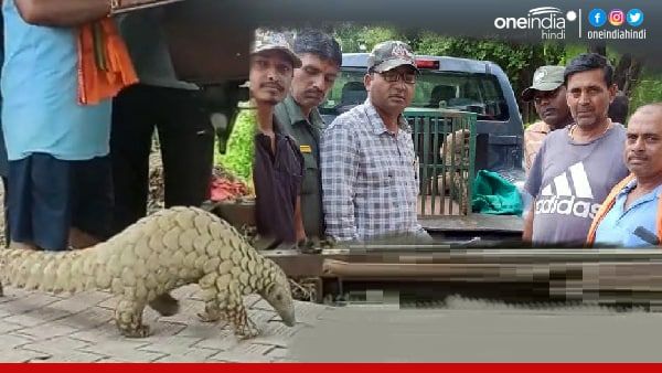 Satna News: खुदाई के दौरान किसान को दिखा दुर्लभ प्रजाति का Pangolin, मुकुंदपुर टीम ने किया रेस्क्यू