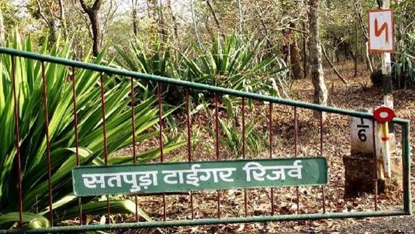 Satpura Tiger Reserve: छिंदवाड़ा के रास्ते नए गेट से बाघ के होंगे दीदार, टूरिस्ट को होगी सहूलियत
