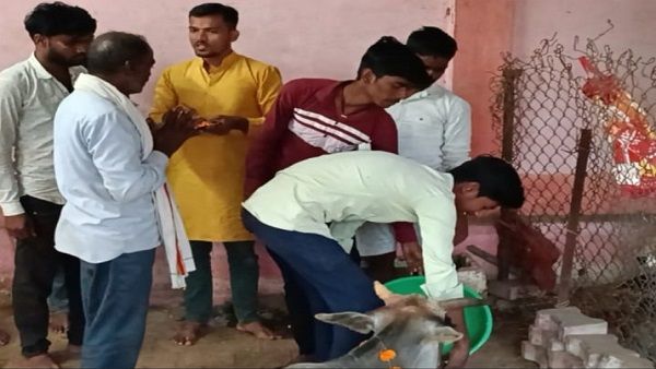 बुंदेलखंड का एक गांव ऐसा भी, जहां गाय को चोट पहुंचाई तो कर देते हैं बहिष्कार