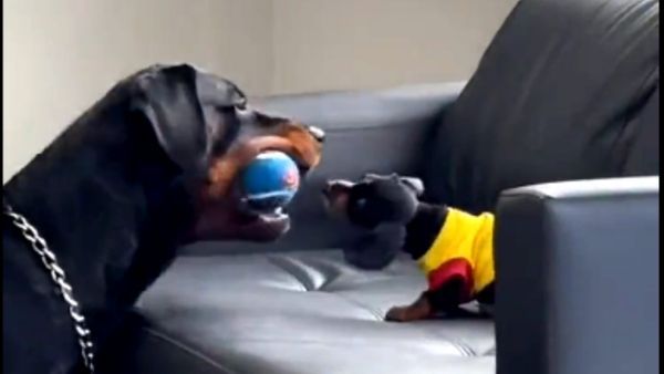 छोटे पपी को खेलने की ट्रेनिंग दे रहा बड़ा डॉगी, इंटरनेट पर वायरल हुआ ये क्यूट वीडियो