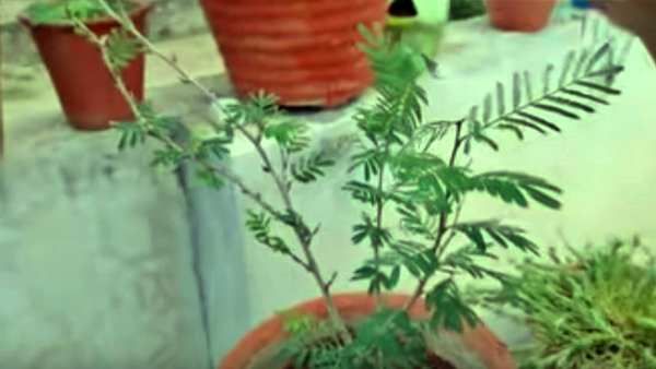 Dussehra के दिन शमी के पौधे की पूजा, जानिए Shami Plant के पांच लाभ