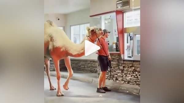 Camel in Las Vegas Restaurant : अमेरिकी ऊंट फ्रेंच फ्राइज खाने का शौकीन, मालिक के साथ पहुंचा रेस्त्रां, VIDEO