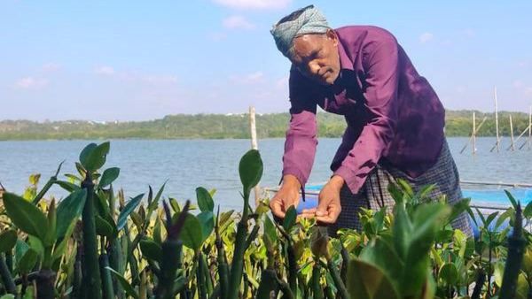 Mangrove Forest इंसानी हवस की भेंट चढ़े, 97 फीसद जंगल नष्ट ! 40 साल से पेड़ लगा रहे राजन ने बदली तस्वीर