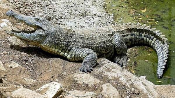 Crocodile In Bihar: मगरमच्छ ने इंसान को दौड़ाया, पकड़ने पहुंची टीम तो हुआ लापता