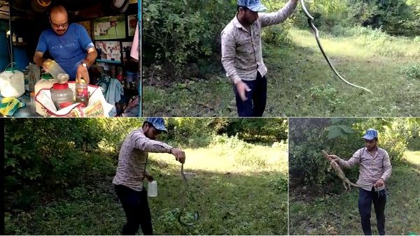 स्नैक कैचर से दूर जाने सांप-गुहेरों में लगी रेस, छूटते ही सरपट जंगल में भागे