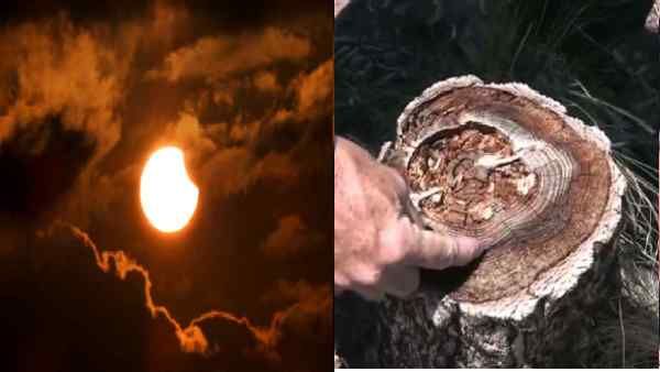 पृथ्वी से टकराने वाला है अब तक का सबसे भयानक Solar Storm,पेड़ के छल्लों से मिले संकेत