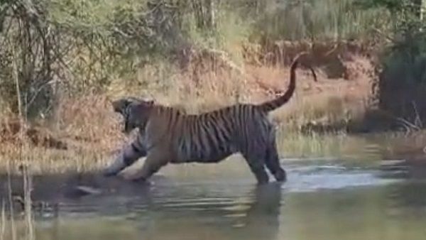 टाइगर की अंगड़ाई-जम्भाई कैमरे में कैद कर रहे थे, नजदीक आया तो बढ़ गईं धड़कनें