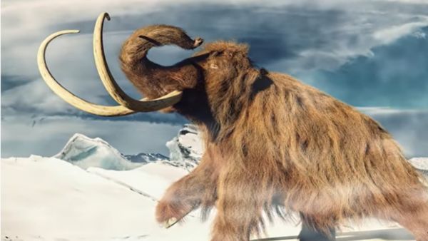 Woolly Mammoths: धरती पर करवाई जाएगी विलुप्त हो चुके इस दैत्याकार जीव की वापसी, CIA का प्रोजेक्ट कितना खतरनाक?