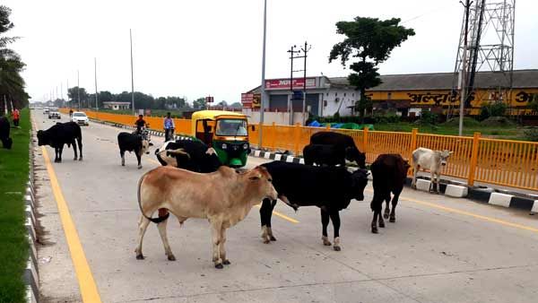 Varanasi News: सड़क और खड़ंजा पर पशु बांधने वालों के खिलाफ सख्ती, सीडीओ ने दिए निर्देश