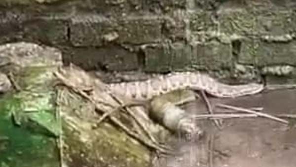 OMG! बस स्‍टैंड वर्कशॉप में दिखा अजगर, लोग पूछे जाना कहां है?