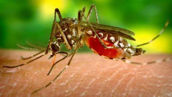 Varanasi Dengue : तेजी से पांव पसार रहा डेंगू, लोगों से की गई अपील