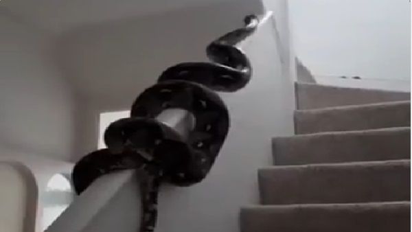 घर के अंदर पहुंचा अजगर, रेलिंग पर चढ़ा, वीडियो देख लोग हुए हैरान