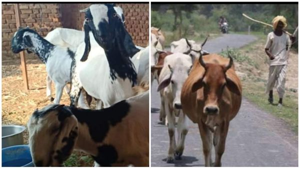 MP में अब गांव के 'गरीब प्रोफेशनल' से लेकर हाट बाजार, बैलगाड़ी और पशु बेचने से चराने तक देना होगा टैक्स