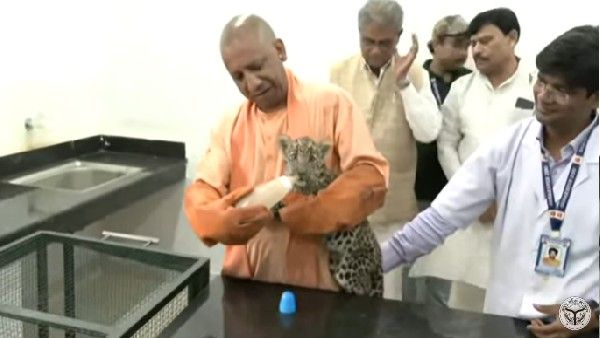 तेंदुए के शावक को गोद में लेकर सीएम योगी ने पिलाया दूध, देखिए रोमांचक VIDEO