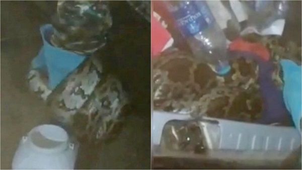 चलती कार में ड्राइविंग सीट के पीछे आराम फरमा रहा था अजगर, देखा तो कलेजा कांप गया