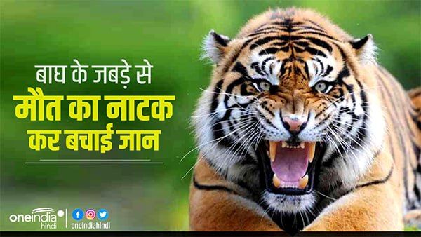 Umaira News: बाघ के हमले से दादा-पोते मरते-मरते बचे, मौत का नाटक कर बचाई जान