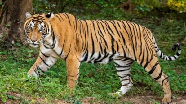 Bandhavgarh Tiger Reserve : पर्यटकों की पहली पसंद छोटा भीम पेड़ पर चढ़ रहे बाघ ने लोगों को किया रोमांचित