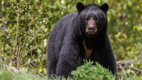 shahdol News : वृद्ध पर भालू ने किया हमला, सिर पर आई गंभीर चोटें, टांग-बाजू भी नोचा