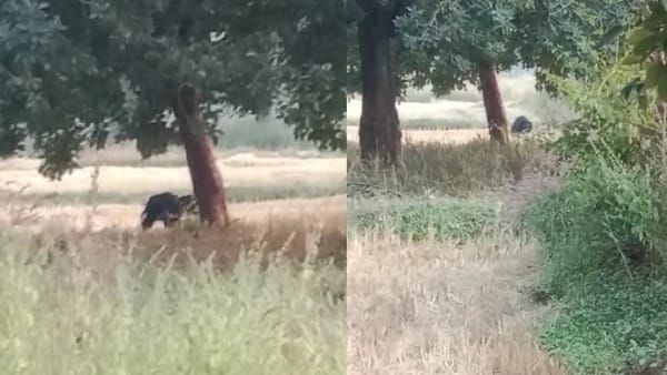 Umaria News : शहद के लिए पेड़ पर चढ़ा भालू, मधुमक्खी के छत्ते को तोड़कर रसपान किया Honey