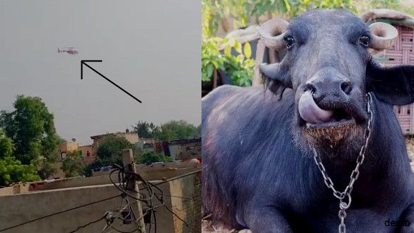 MLA बलजीत यादव को थैंक्‍स कहने के लिए उड़े हेलीकॉप्‍टर से मरी भैंस, मालिक ने मांगा डेढ़ लाख का मुआवजा