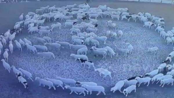 चीन की भेड़चाल! 12 दिनों से गोल-गोल घूम रहा भेड़ों का झुंड, दुनिया हैरान