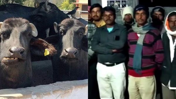 भगवान ने सुलझाया भैंसों की चोरी का मामला, पुलिस नाकाम हुई तो भैंसें लेकर मंदिर पहुंची थी