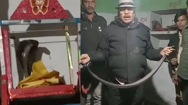 भगवान के झूले पर कोबरा का कब्जा, फन फैलाकर फुफकार रहा था