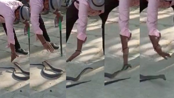 Cobra's Rescue: गुस्से से फुफकार रहे कोबरा को पड़ी जोरदार चपत, सहम उठे नागराज