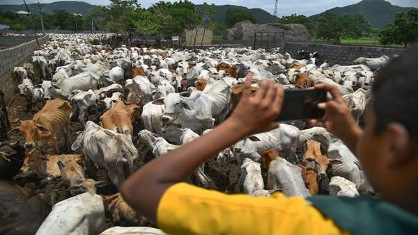 गिरगिट की तरह रंग बदलती गाय पर राजनीति, अब NGO के हवाले होगी मप्र की गौशालाएं