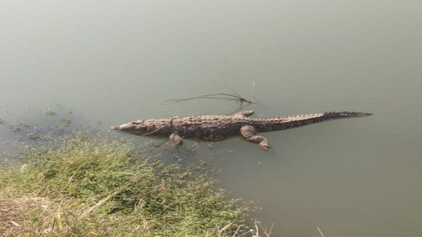 मछलियों के लालच में मगरमच्छ को करंट लगाकर मार डाला, सुबह नदी में उतराता मिला