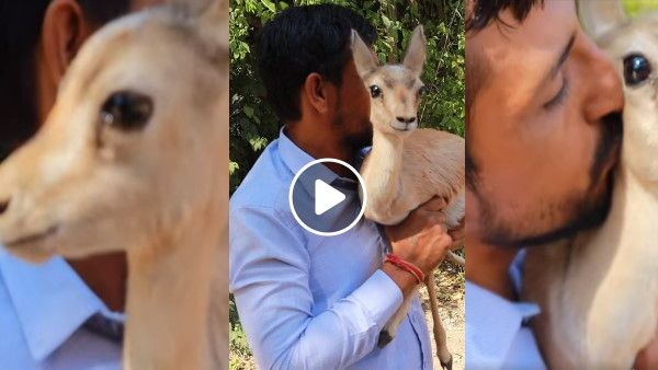 जान बचाने वाले नरपत सिंह की गोद में फूट-फूटकर रोई गर्भवती हिरण, वायरल वीडियो सबको कर रहा भावुक