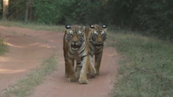Bandhavgarh : फीमेल शावक के साथ जंगल घूमती नजर आई डॉटी बाघिन, देखकर रोमांचित हुए पर्यटक