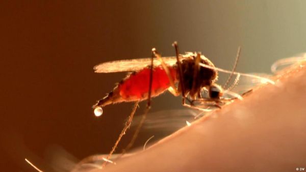 छह महीने मलेरिया नहीं होने देगी यह दवाः रिपोर्ट