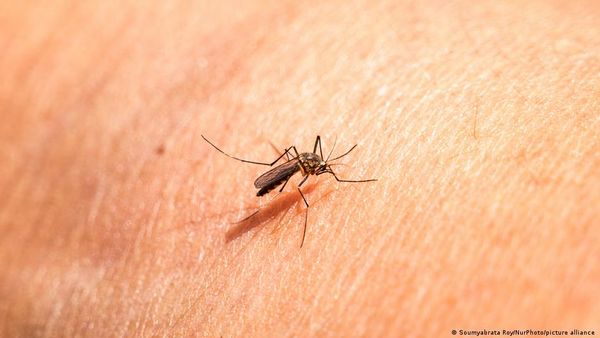 अफ्रीका: घुसपैठिए मच्छर बढ़ा सकते हैं मलेरिया का प्रकोप