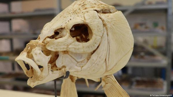 छह लाख साल और पीछे गया इंसान के खाना बनाने का इतिहास