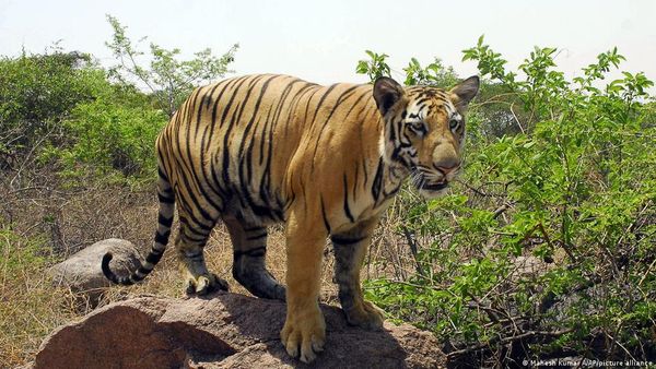 कॉर्बेट से भटकी बाघिन को बेहोश करने की जगह मार दिया गया