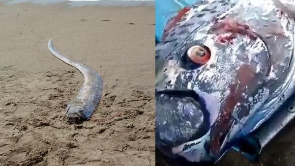 3 महीने में दूसरी बार जाल में फंसी 'श्रापित मछली', मालामाल होने के चक्कर में टेंशन में लोग