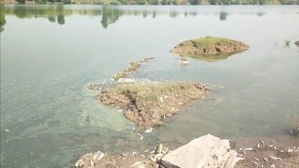 बेतवा नदी पर बने JP पॉवर प्लांट के बैराज में अचानक मरने लगी मछलियां, तड़प-तड़पकर हो रही मौत